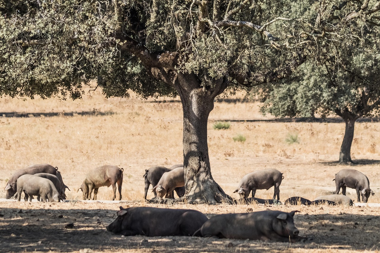 spain, extremadura, encina trees, iberian pig, iberian jam, cerdo iberico, jamón iberico, pata negra, extremadura, extremadura, extremadura, extremadura, extremadura, iberian pig, iberian pig, iberian pig, iberian pig, cerdo iberico, cerdo iberico